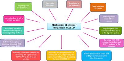 Literature review on hepatoprotective effects of diosgenin: possible mechanisms of action